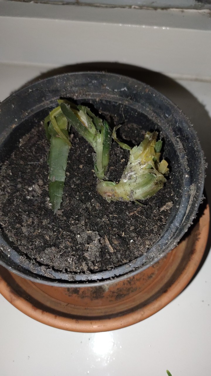 Wie behandelt man die Krankheit Weichfule bei Echte Aloe?