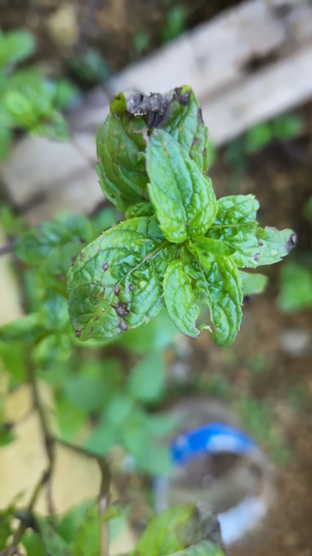carolina reaper pepper plant Peach Reaper (California Reaper) main image 1