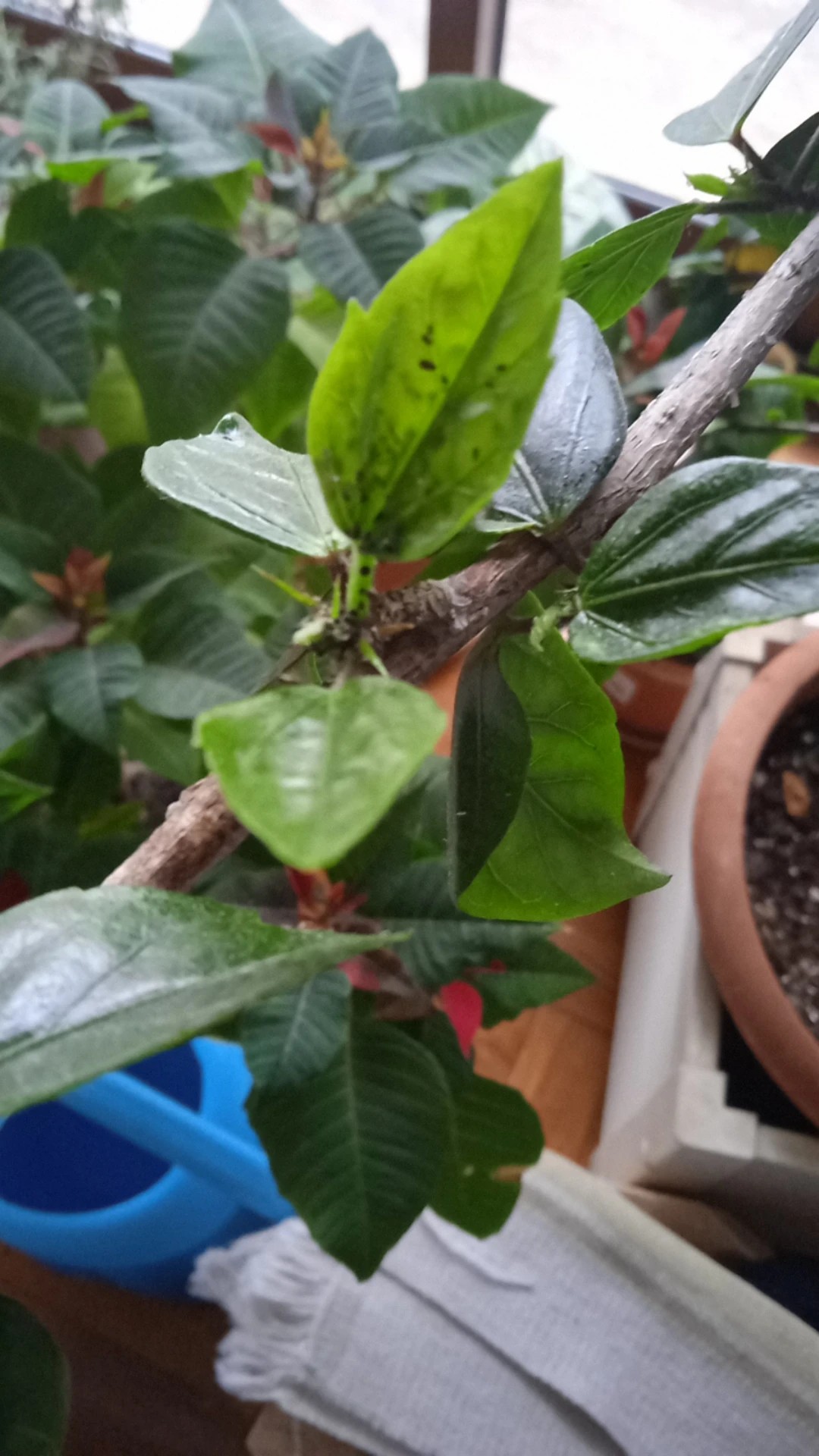 How to Treat Aphids Disease on Chinese hibiscus?