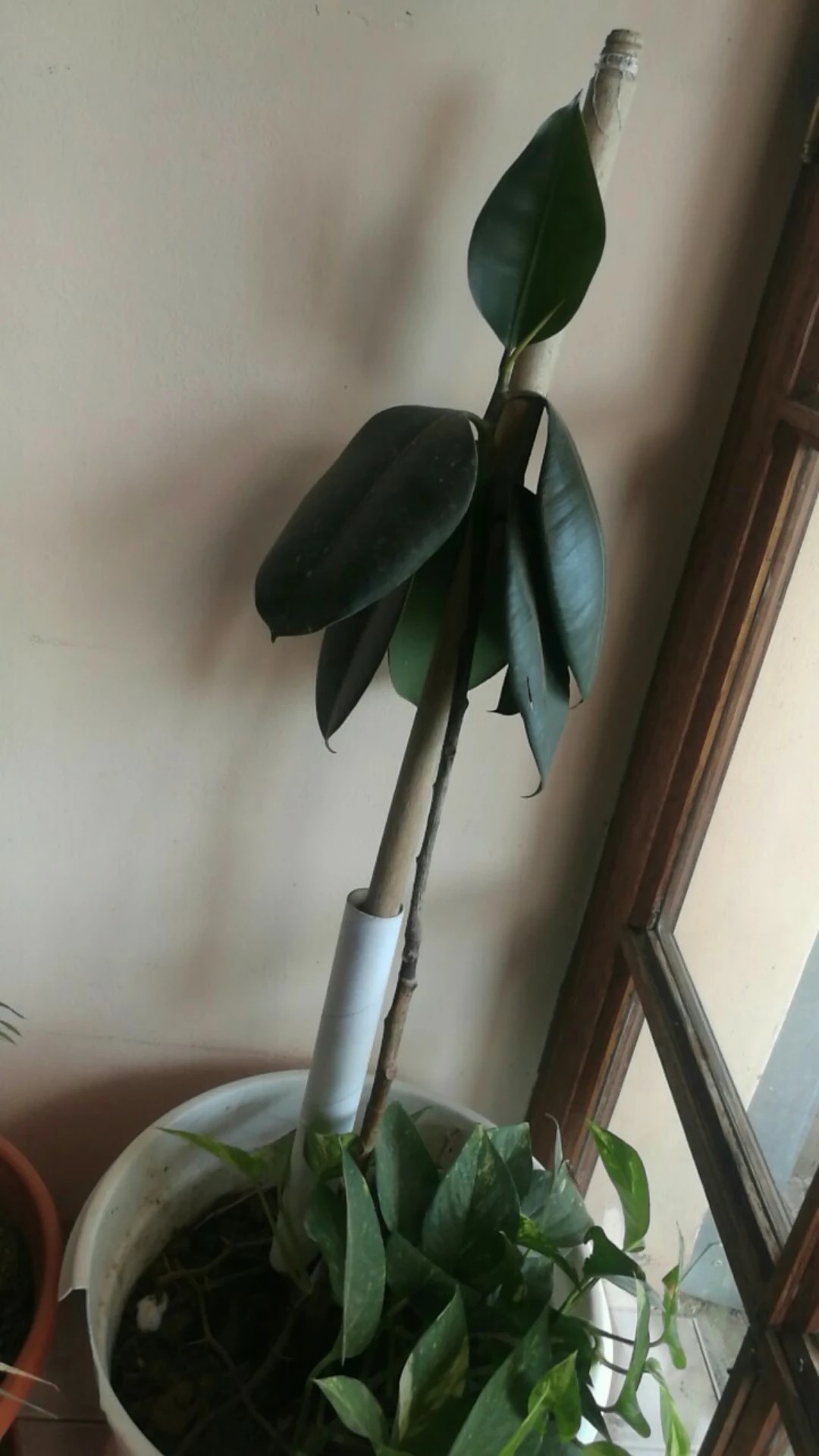 monstera kopfsteckling Monstera Variegata Steckling main image 0