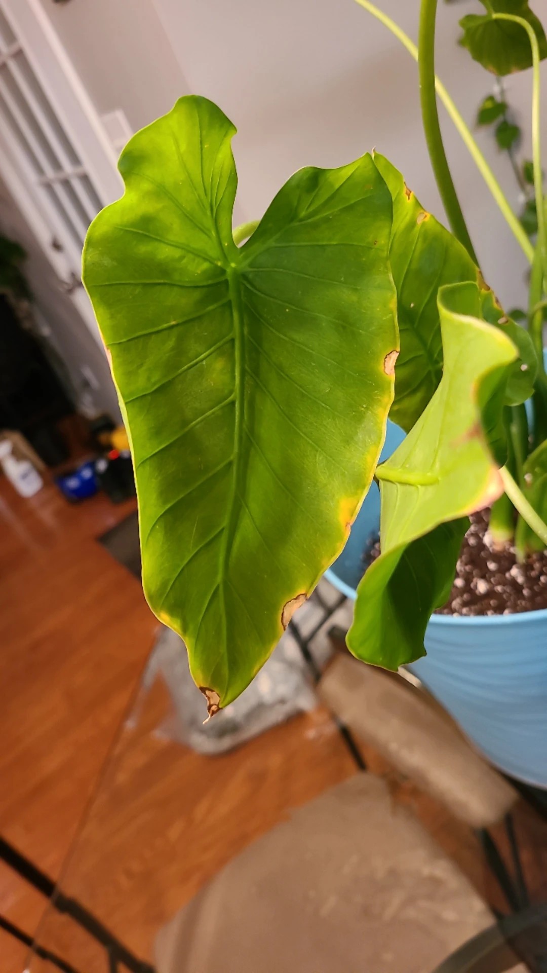 How to Grow and Care for Arrowleaf elephant's ear