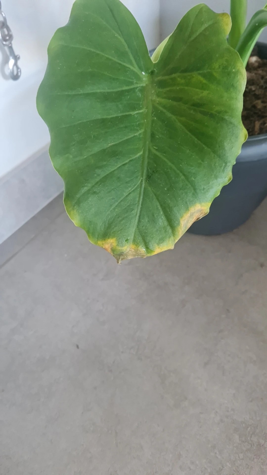 olivenbaum im angebot Olivenbaum XXL-Größe kaufen main image 1