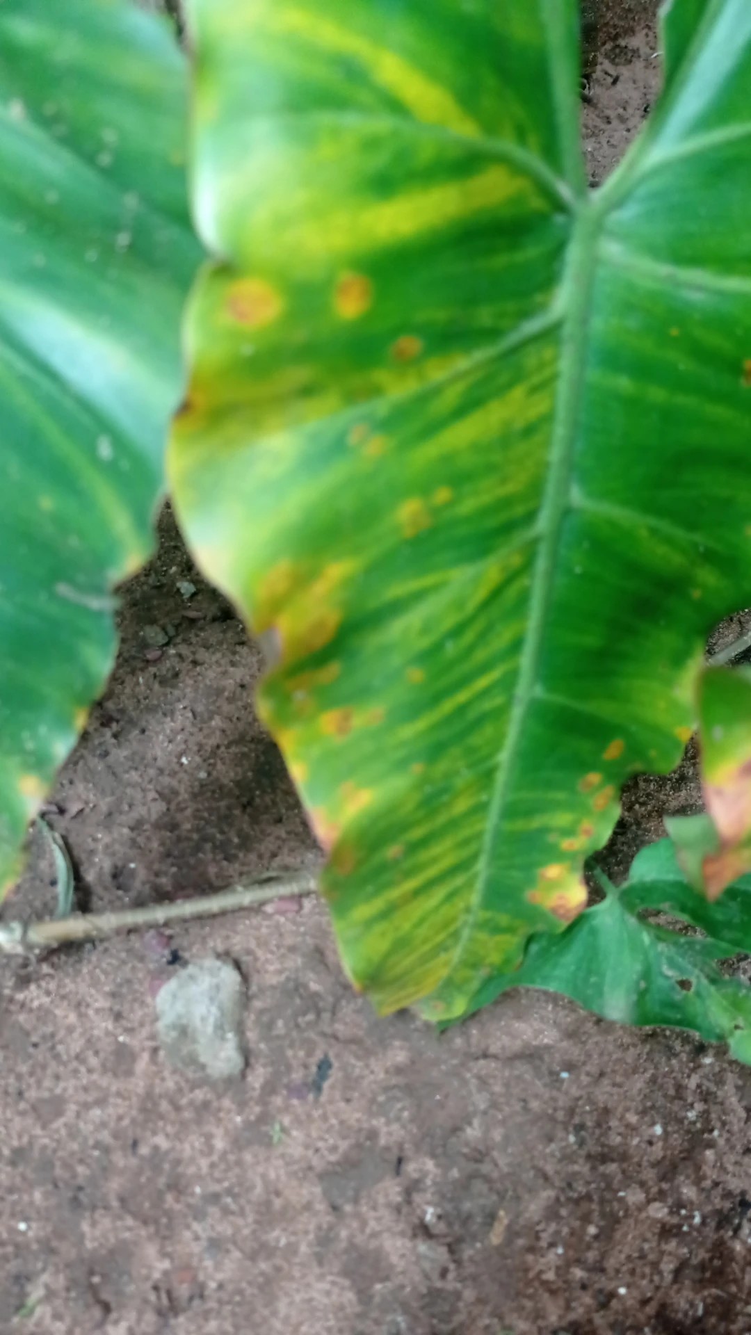 How to Treat Brown blotch yellow edge Disease on Arrowleaf elephant's ear?