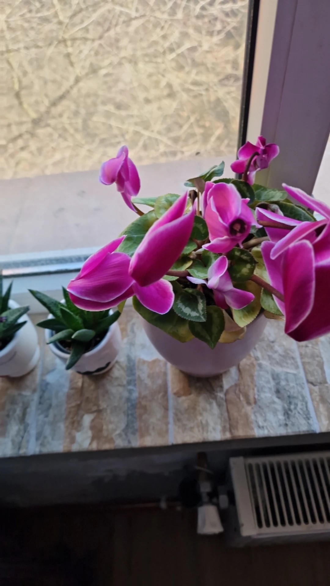 How to Treat flower wilting Disease on Persian cyclamen?