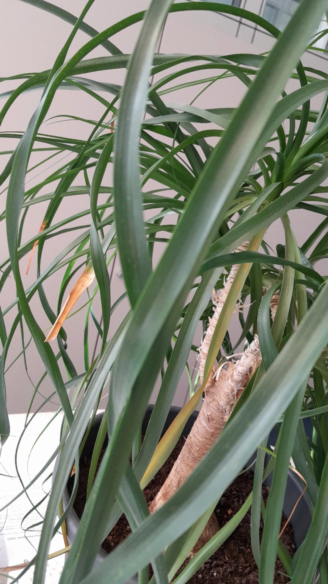 welche erde elefantenfuß Elefantenfuß kaufen | Beaucarnea 'Recurvata' main image 0