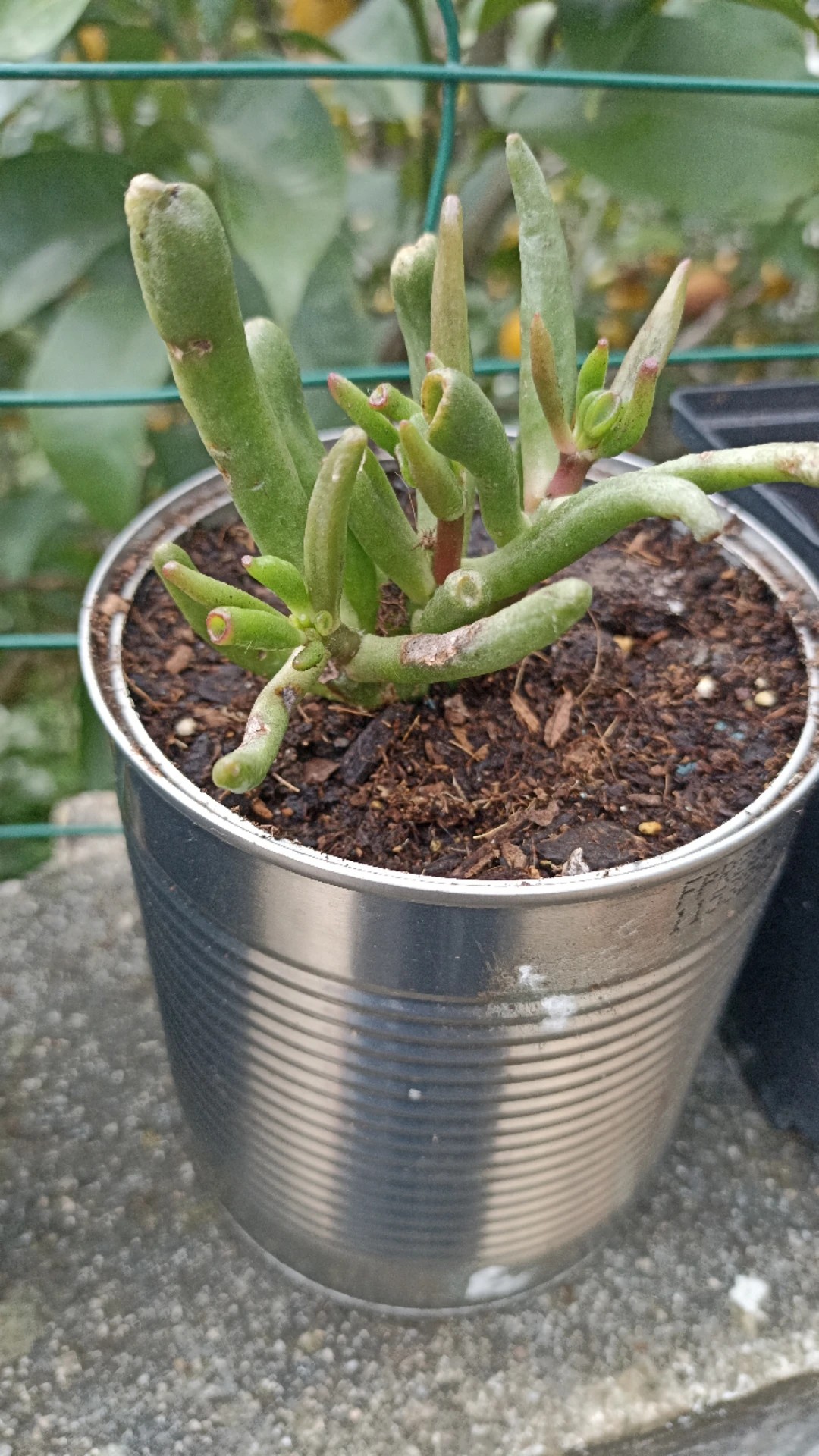 How to Treat Wilting Disease on Gollum jade?