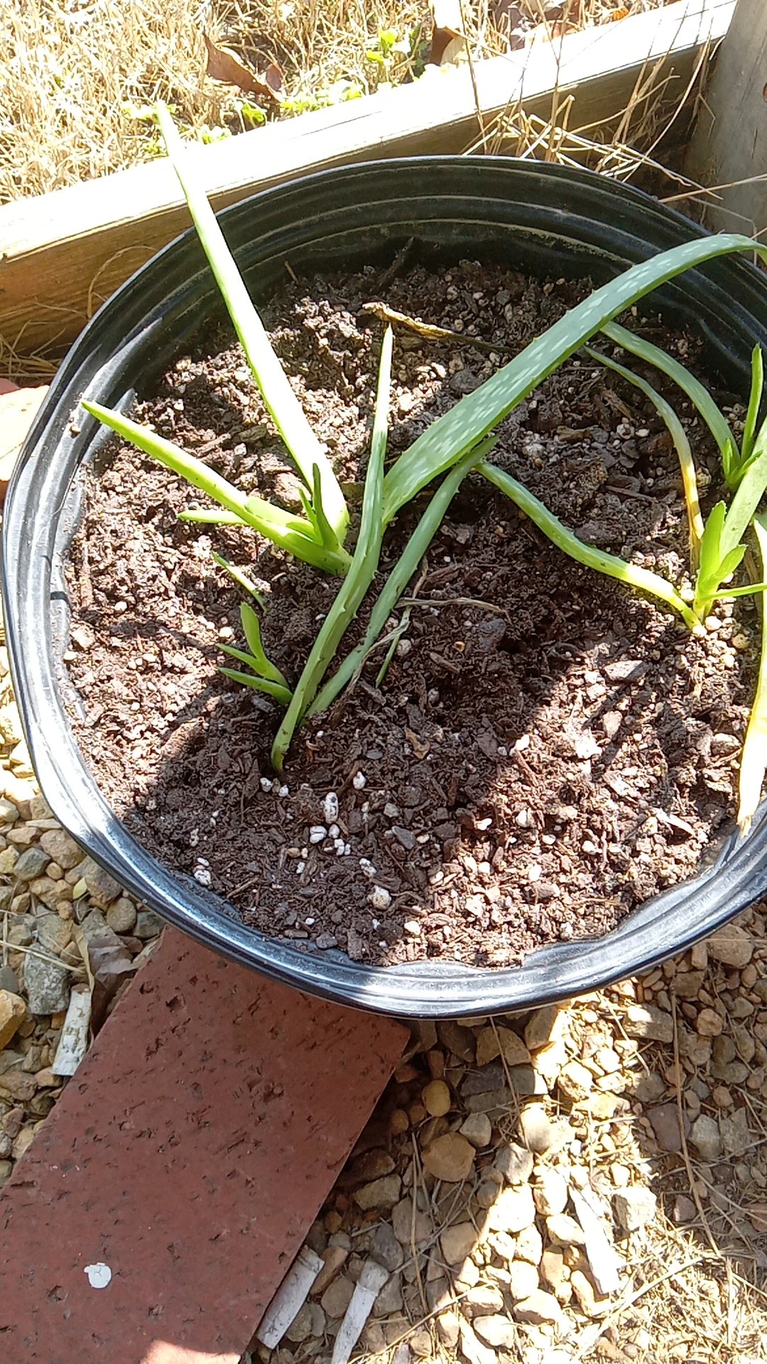 How to Treat Wilting Disease on Aloe vera?