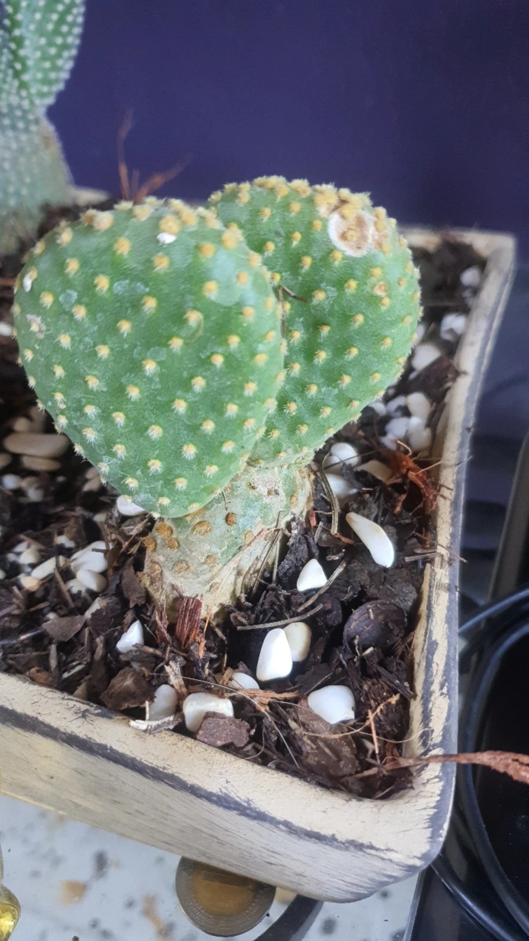 How to Treat flower wilting Disease on Angel'swings?