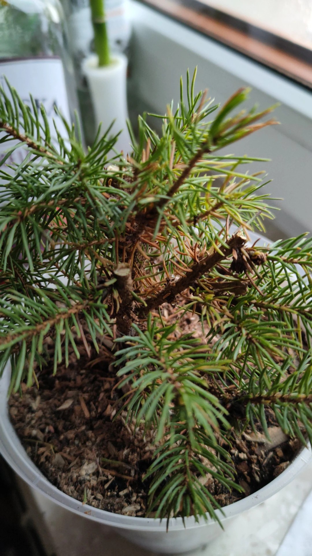 カナダトウヒ (カナダ唐檜)の枝枯れ（病）の治療方法は？