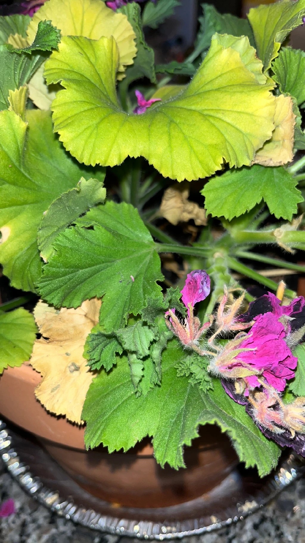 Brincos femininos – Etiqueta \, image size:1024x1820