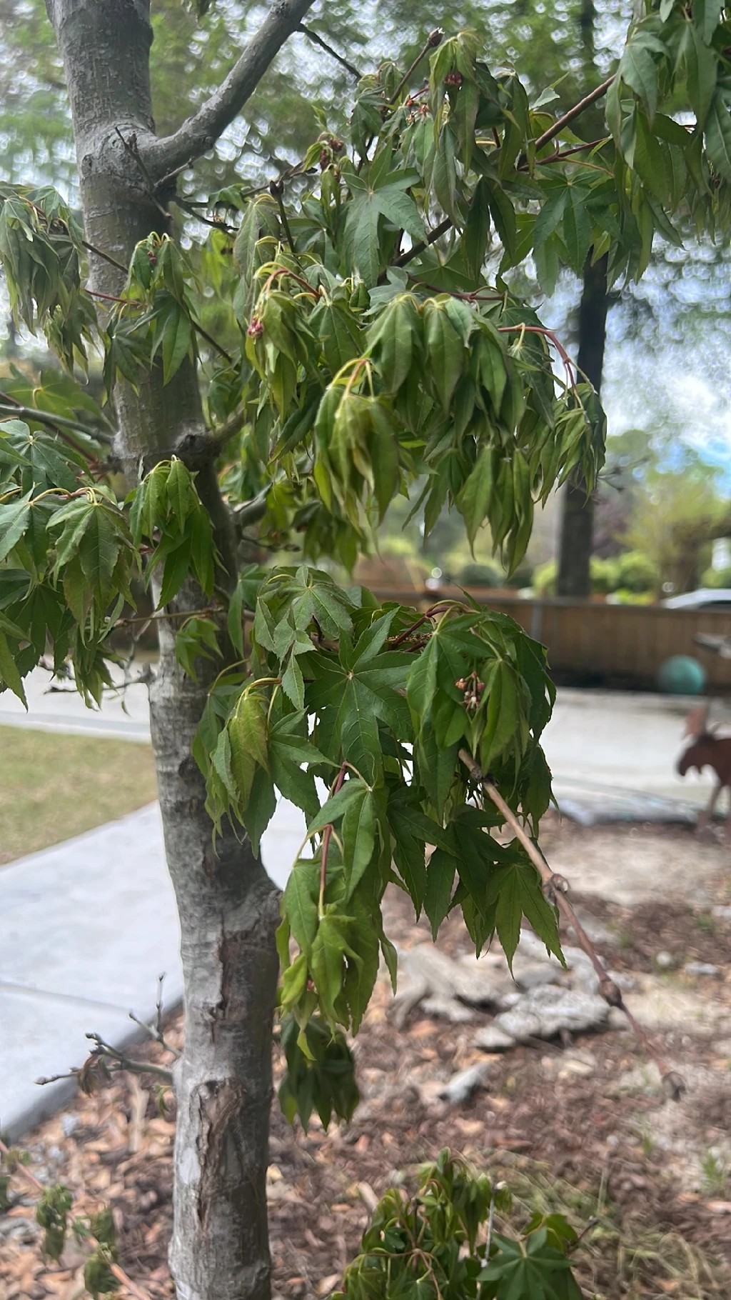 How to Treat Wilting Disease on Japanese maple?