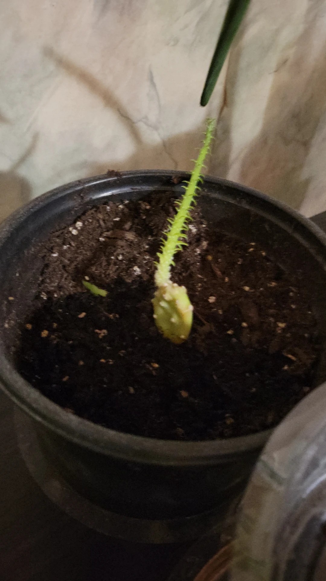 How to Treat Wilting Disease on Aloe vera?