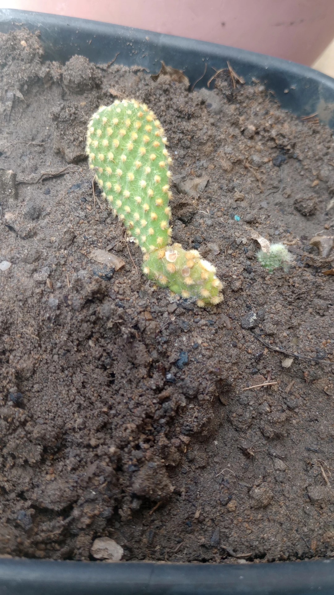 How to Treat flower wilting Disease on Angel'swings?