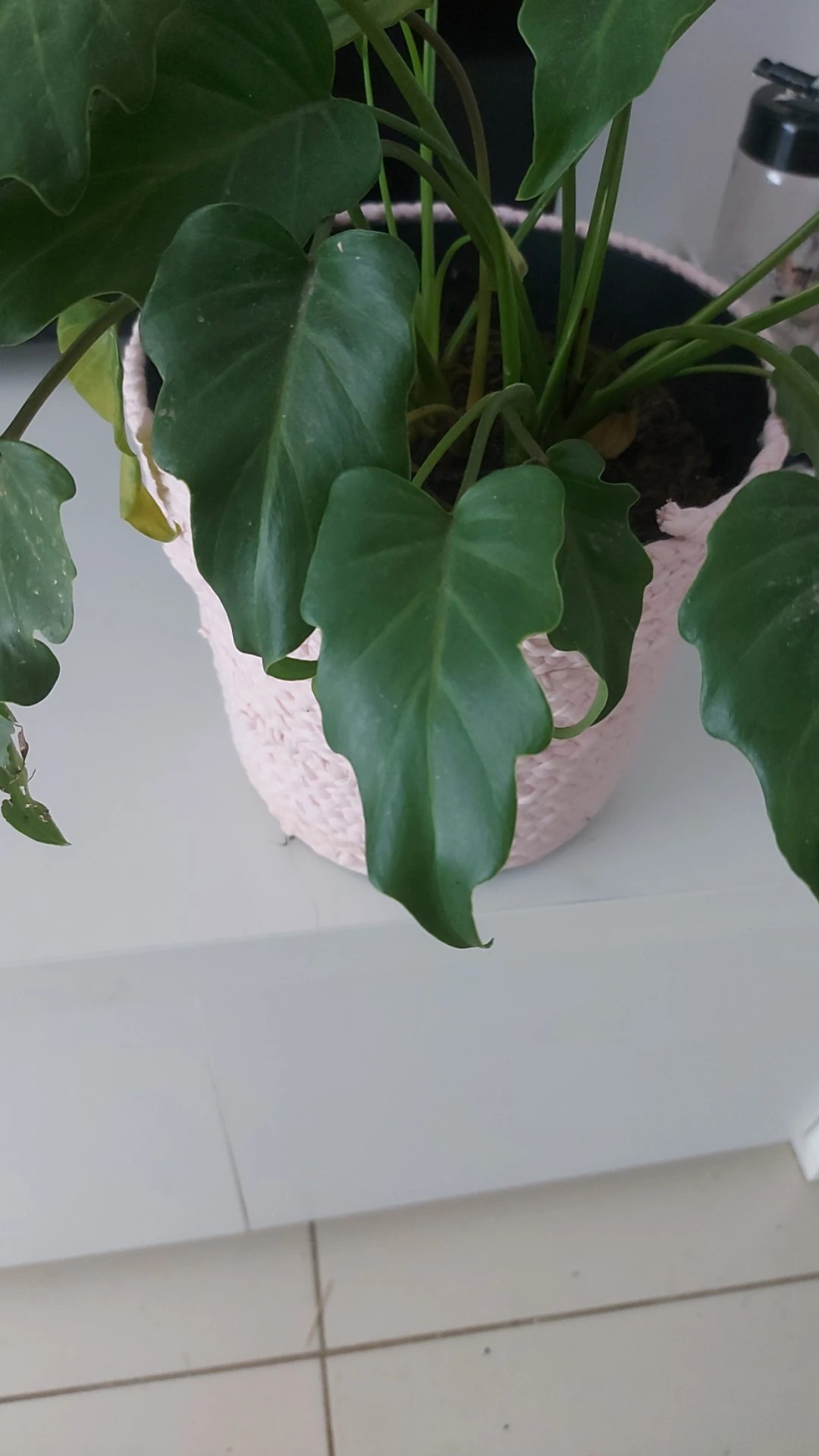 Wie behandelt man die Krankheit Blattfule bei Philodendron Xanadu?
