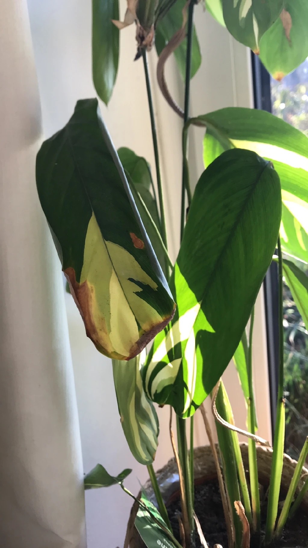 Spathiphyllum Braune Flecken