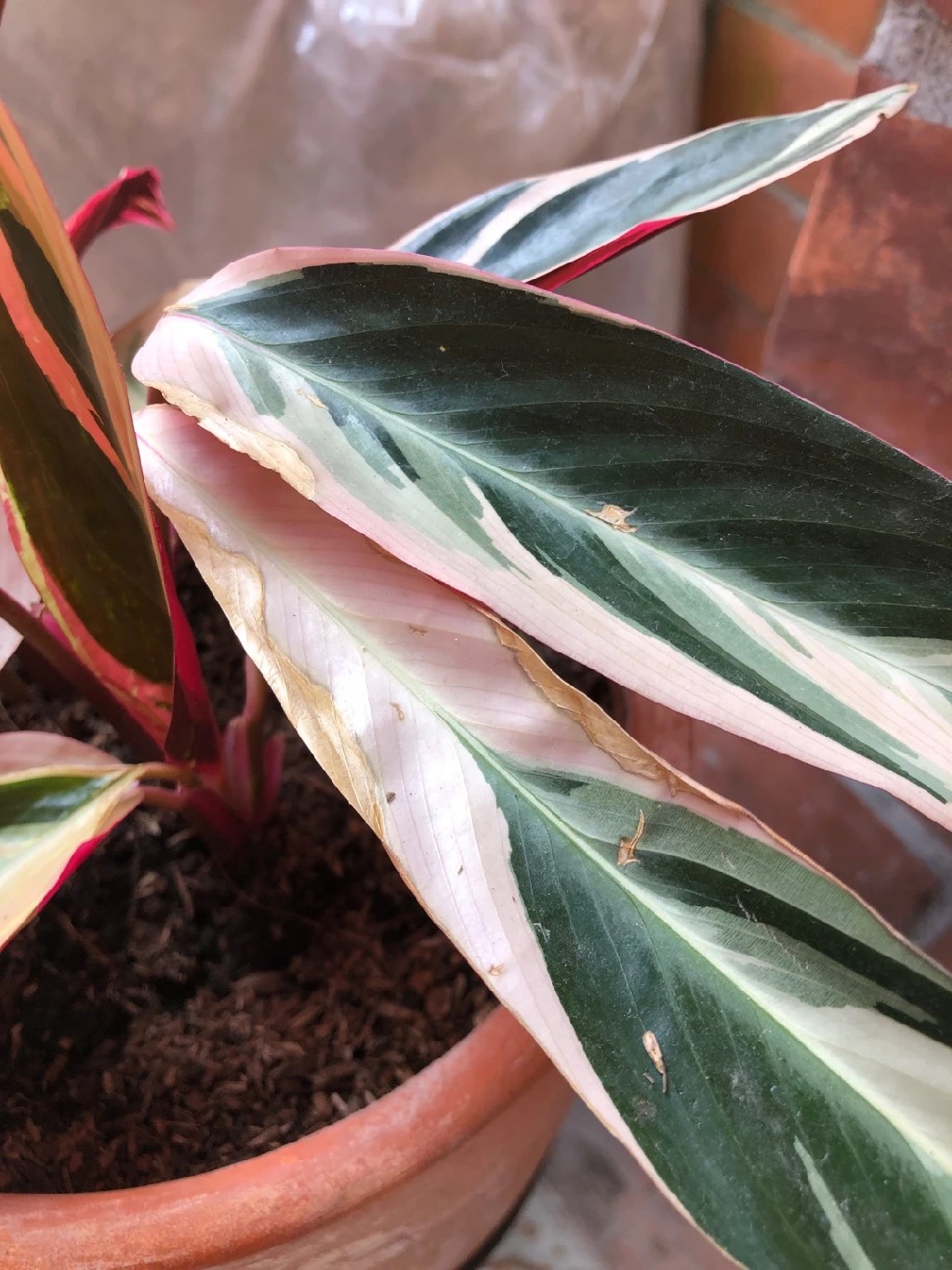How to Grow and Care for Tricolor stromanthe