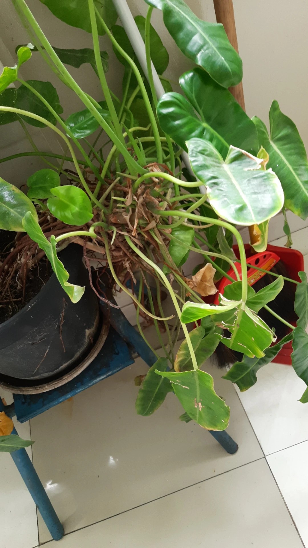 Wie behandelt man die Krankheit Braune Flecken bei Rotblttriger  Philodendron?