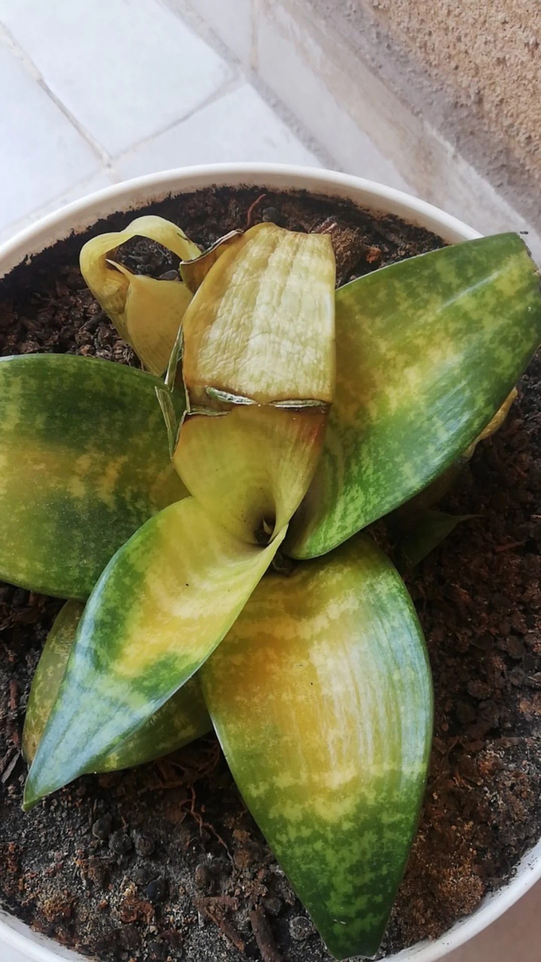 bogenhanf Bogenhanf - pflegeleichte Zimmerpflanze, Sansevieria trifasciata Superba