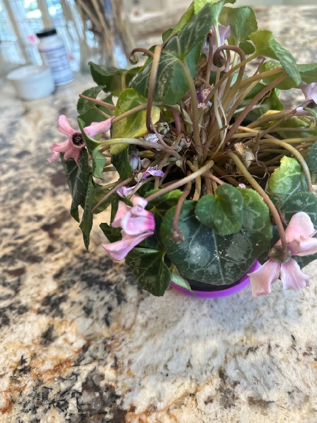 How to Treat flower wilting Disease on Persian cyclamen?