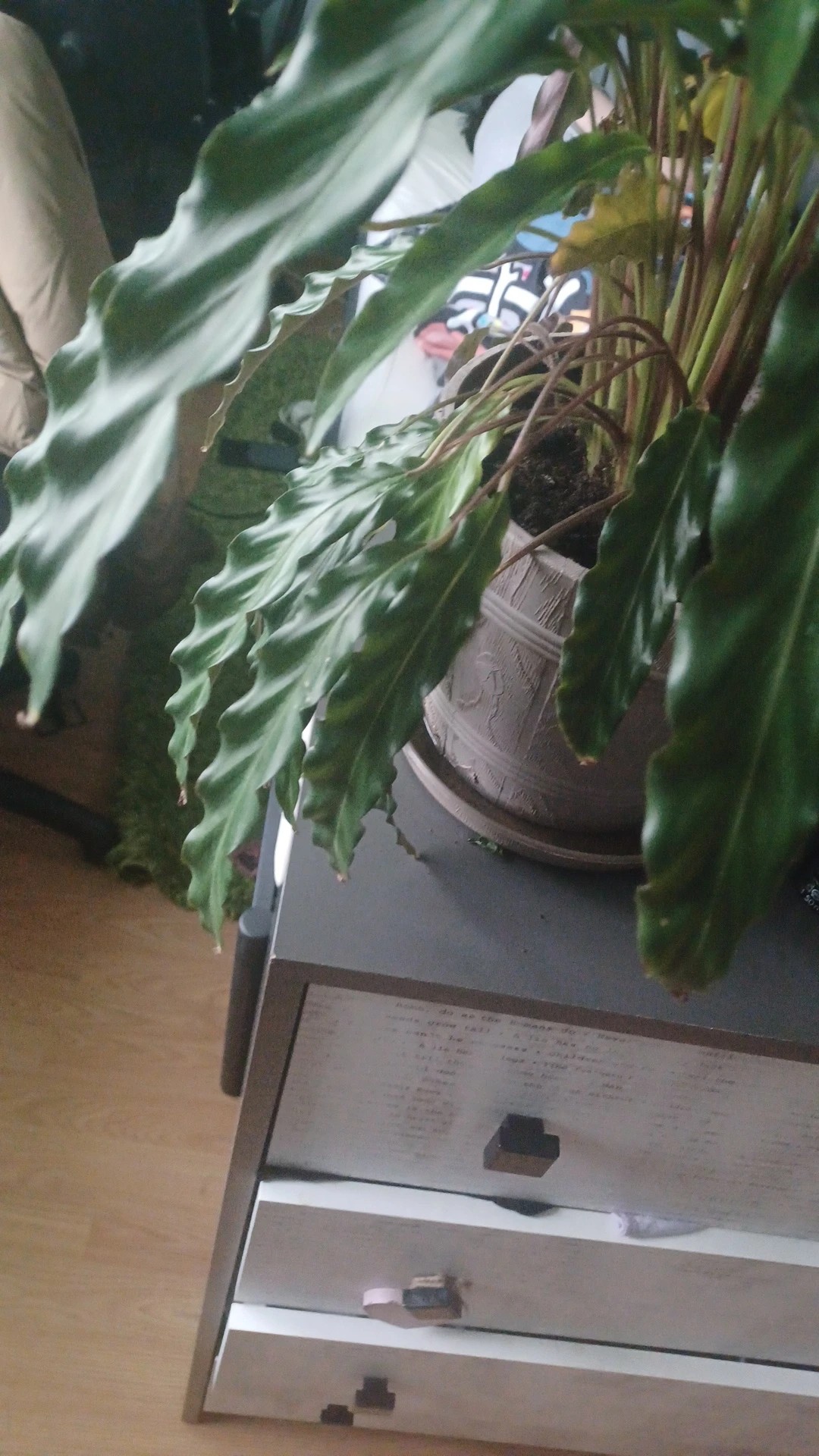 How to Treat Leaf rot Disease on Furry Feather Calathea?