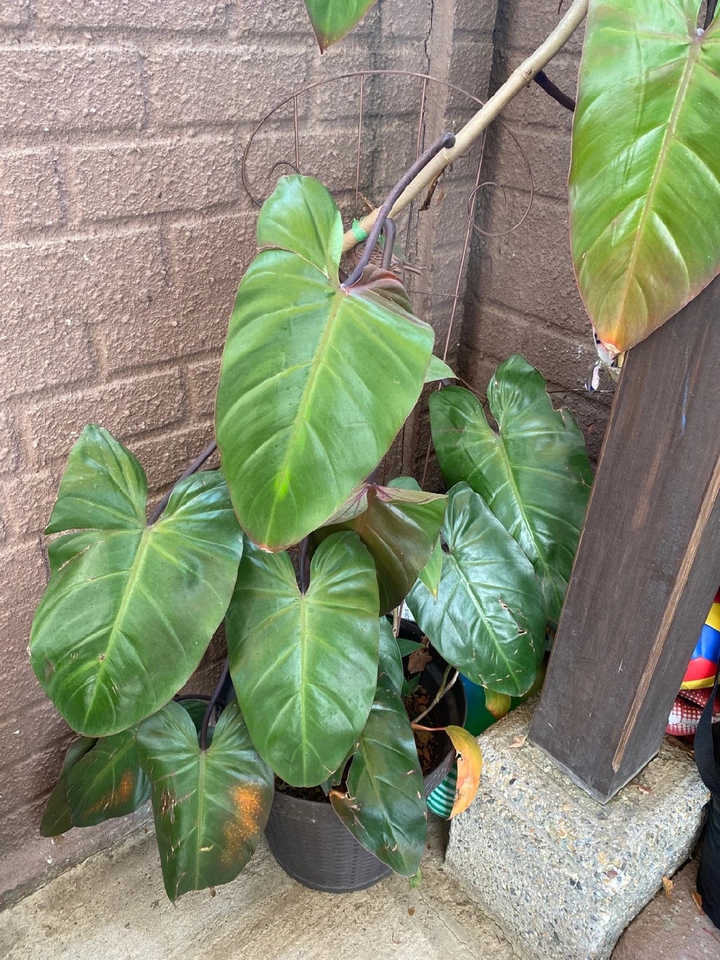 Wie behandelt man die Krankheit Braune Flecken bei Rotblttriger  Philodendron?