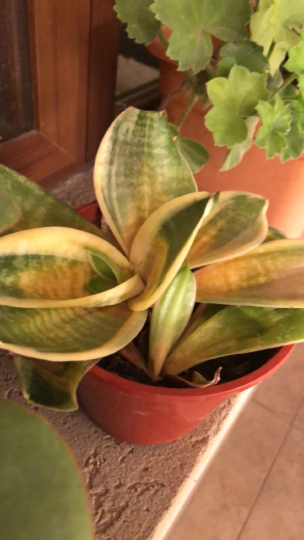 strelitzia nicolai bird of paradise 5 GIANT BIRD OF PARADISE Tree Strelitzia Nicolai Wild Banana White Crane  Blue Purple Flower Houseplant Seeds