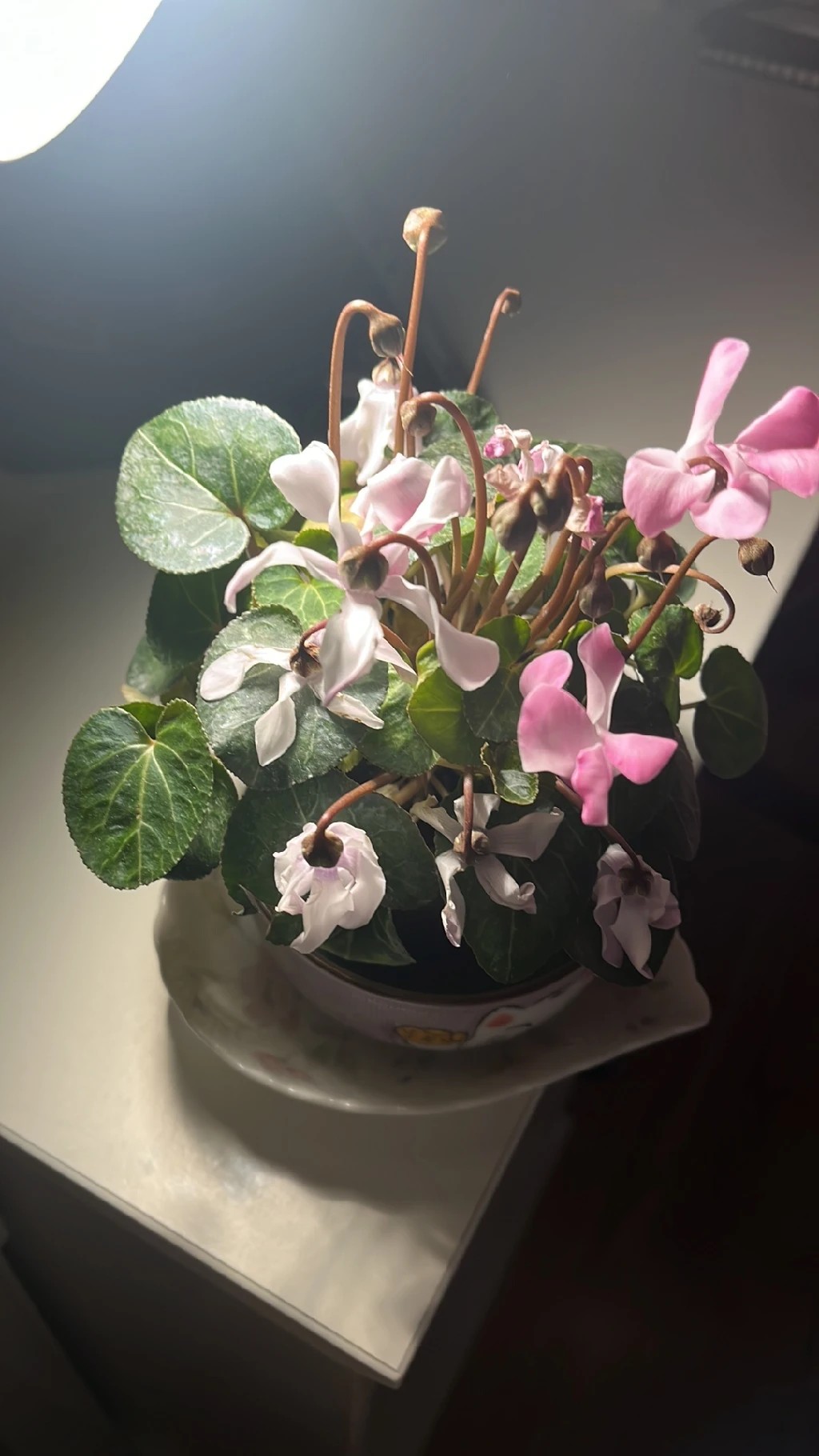 How to Treat flower wilting Disease on Persian cyclamen?