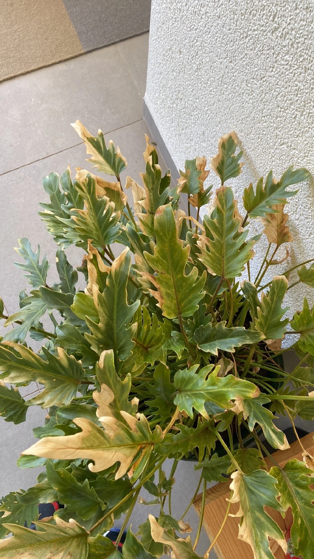glue plants Air Plant Mounting Waterproof Glue .18 oz