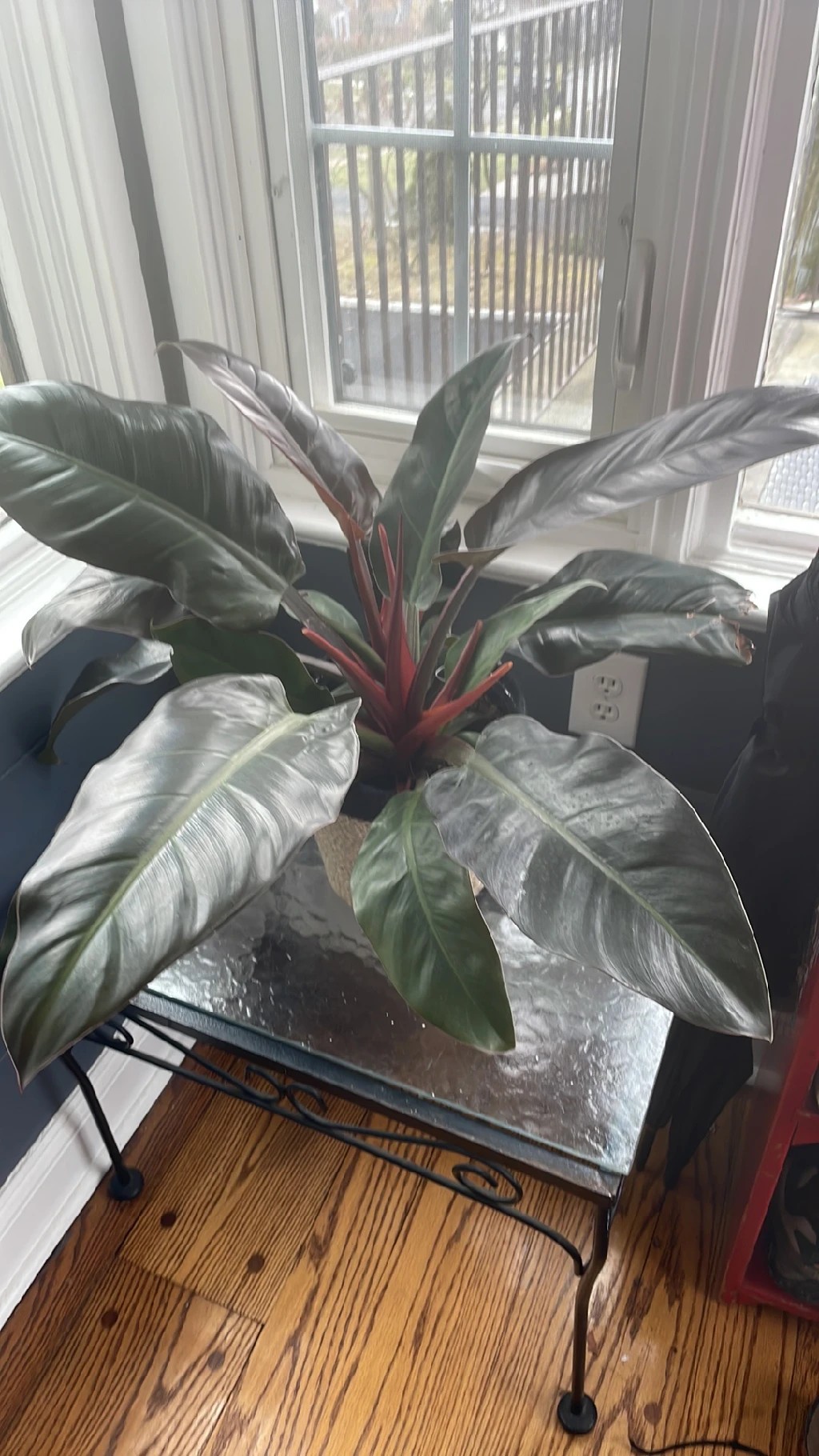 Wie behandelt man die Krankheit Braune Flecken bei Rotblttriger  Philodendron?