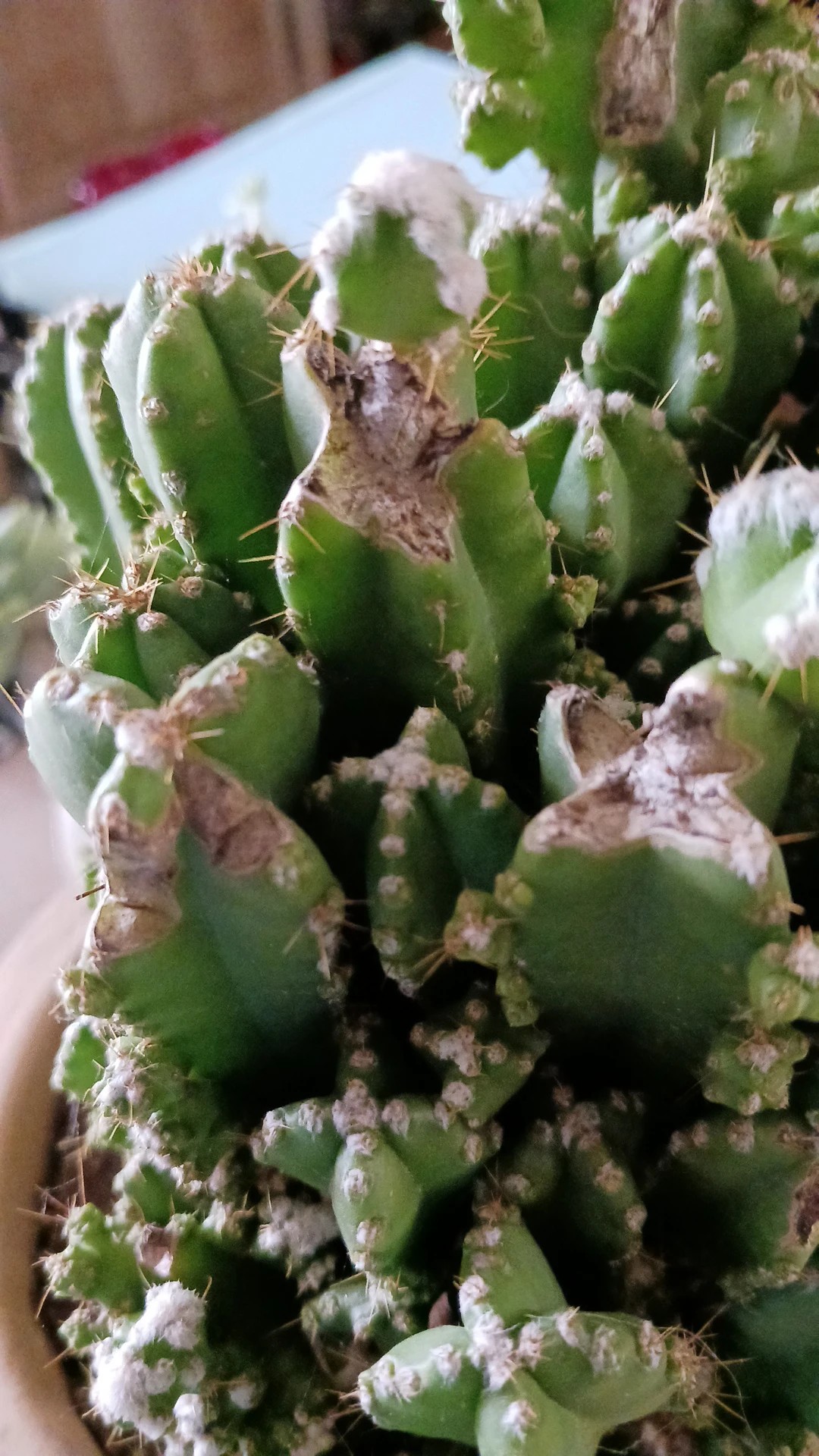 Comment traiter la maladie Cochenilles pour Cactus frique ?