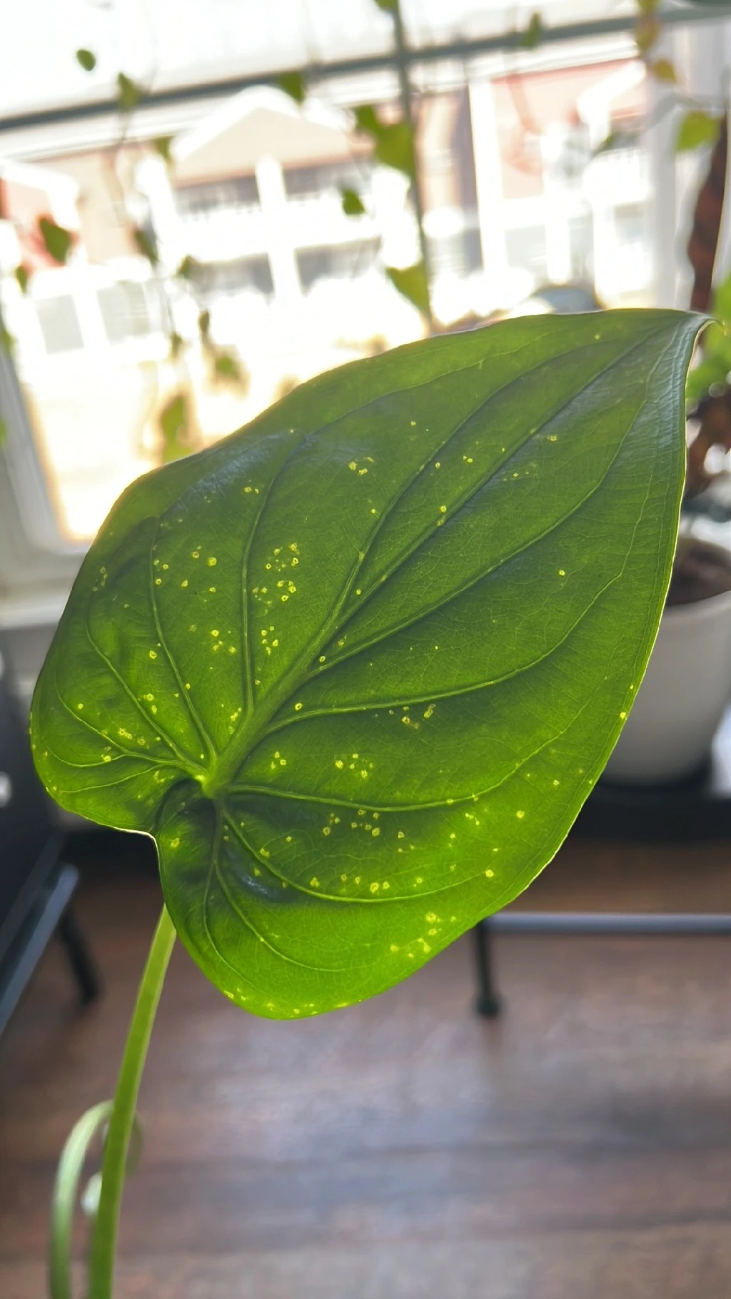 trachycarpus fortunei zimmerpflanze Trachycarpus fortunei (Chinesische Hanfpalme) kaufen? | Jackie