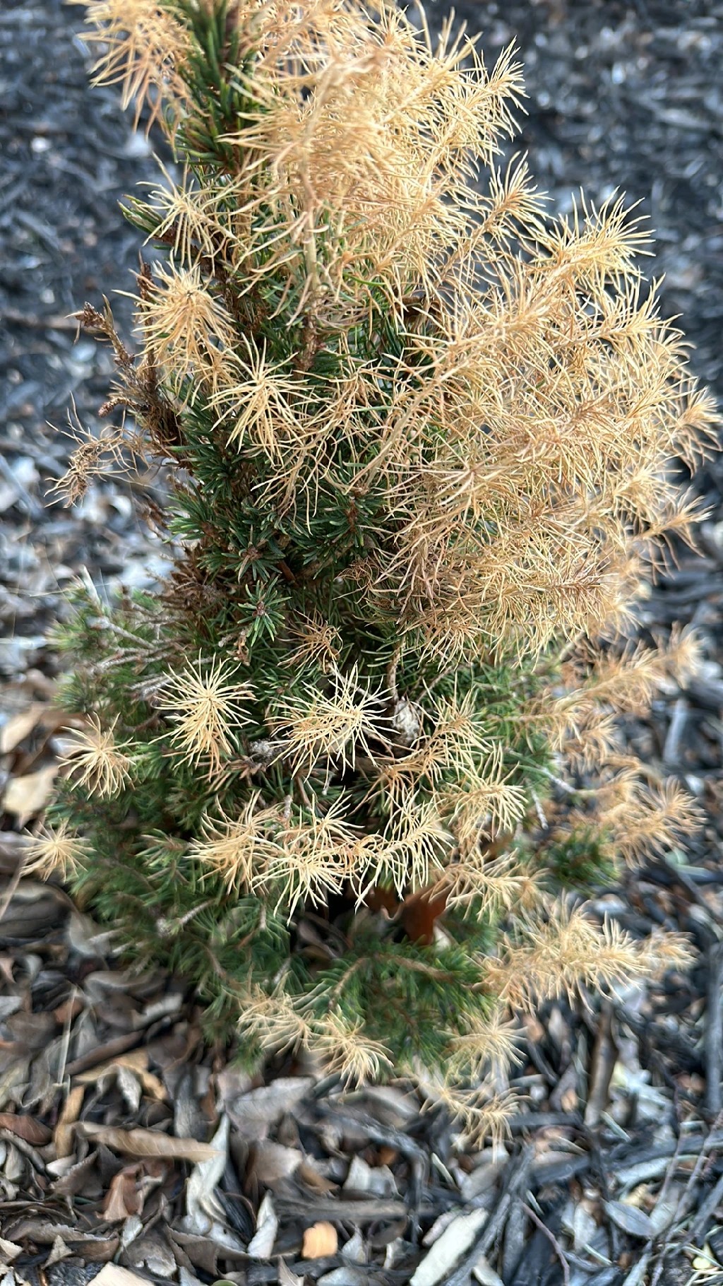 カナダトウヒ (カナダ唐檜)の枝枯れ（病）の治療方法は？