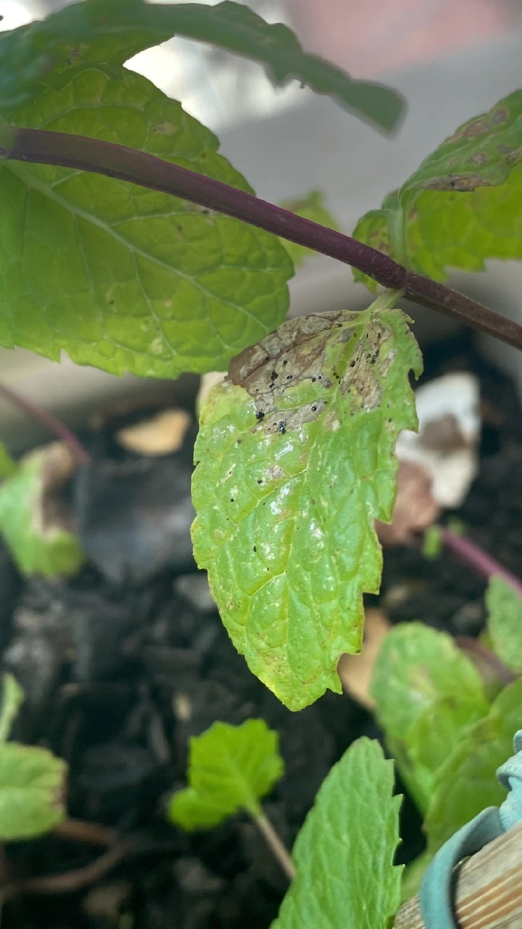 How to Treat Thrips Disease on Spearmint?