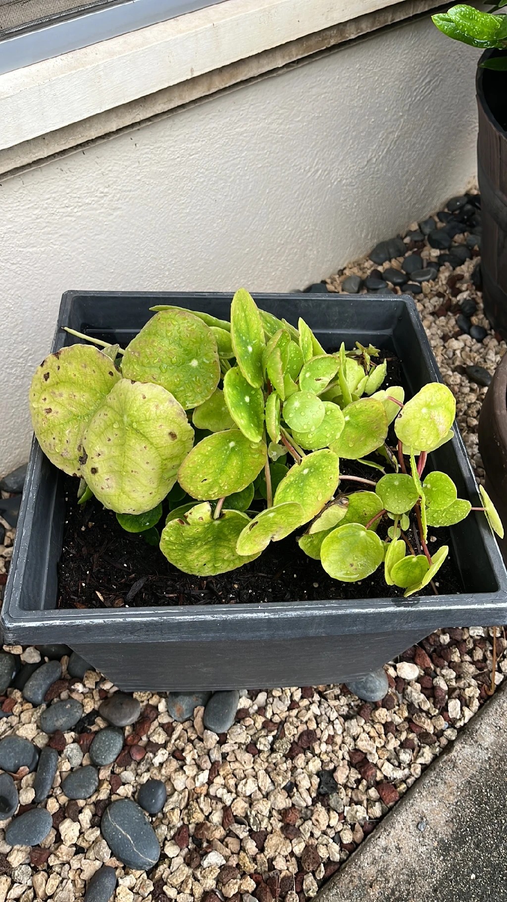 saatgut niederlande 1 kg scharfe Paprikapaste (hausgemacht main image 1