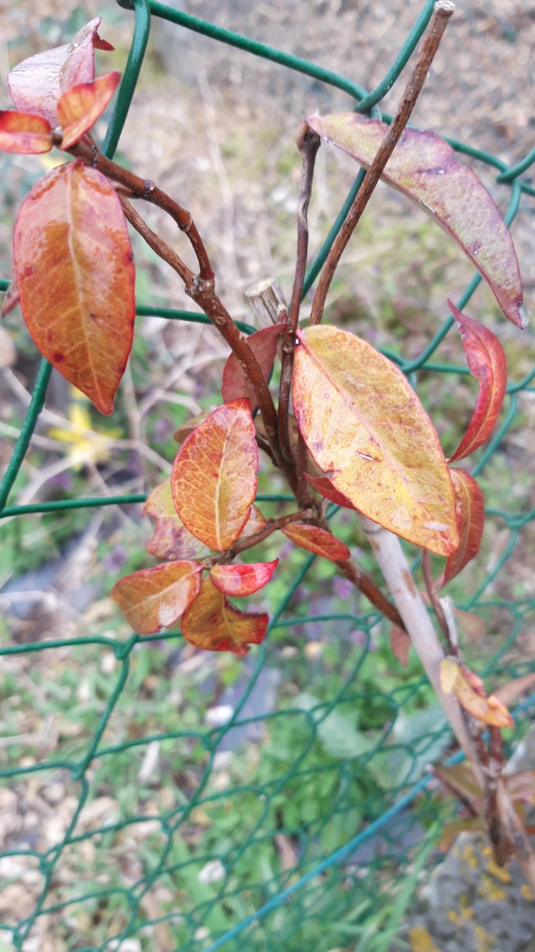 How to Treat Wilting Disease on Star jasmine?