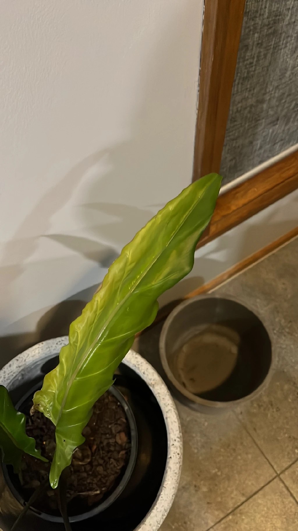 Wie behandelt man die Krankheit Blattfule bei Philodendron Xanadu?