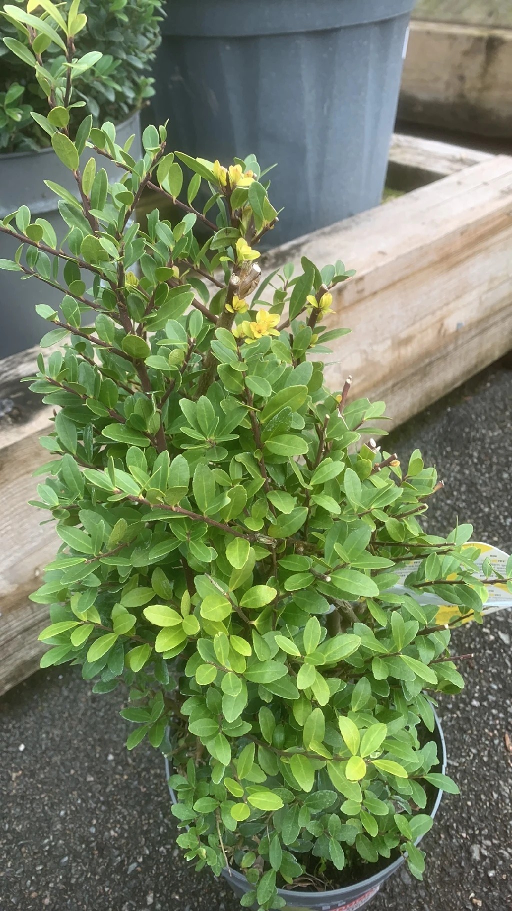 dünger für thuja Thuja Dünger | perfekt gedüngte Koniferen-Pflanzen!