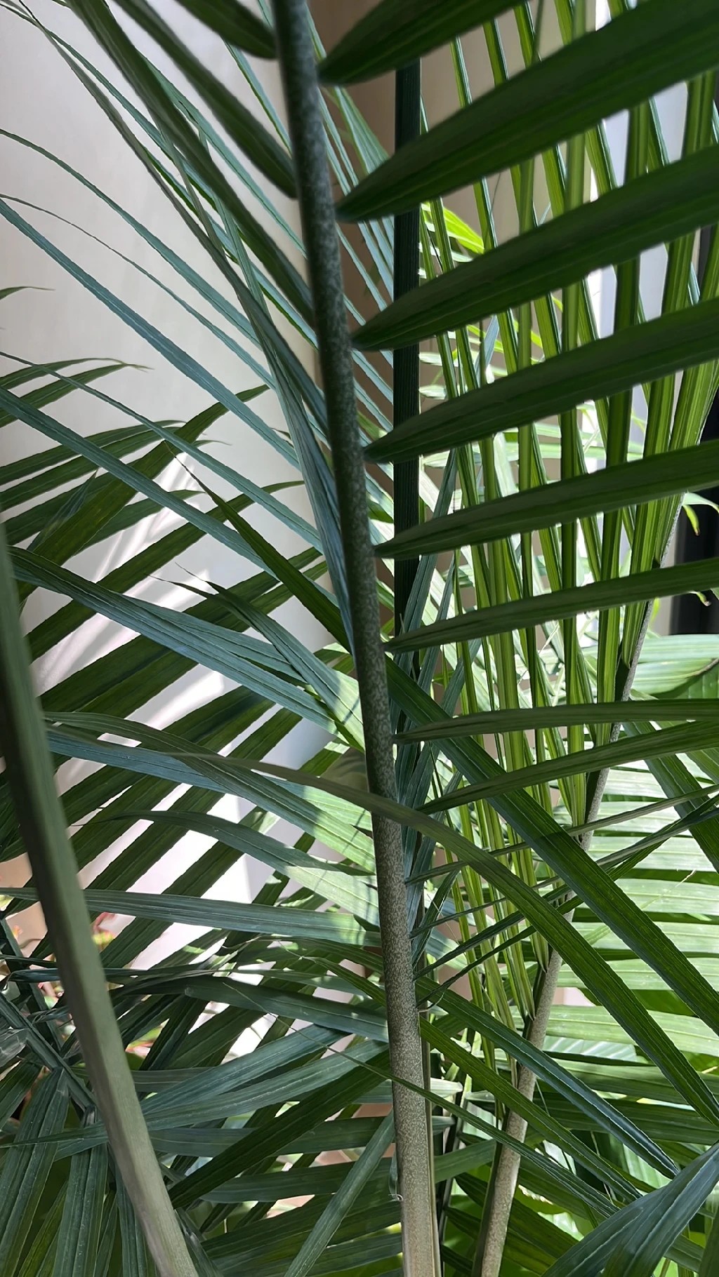 seltene monstera Monstera Deliciosa Variegata – Foliage Dreams main image 0