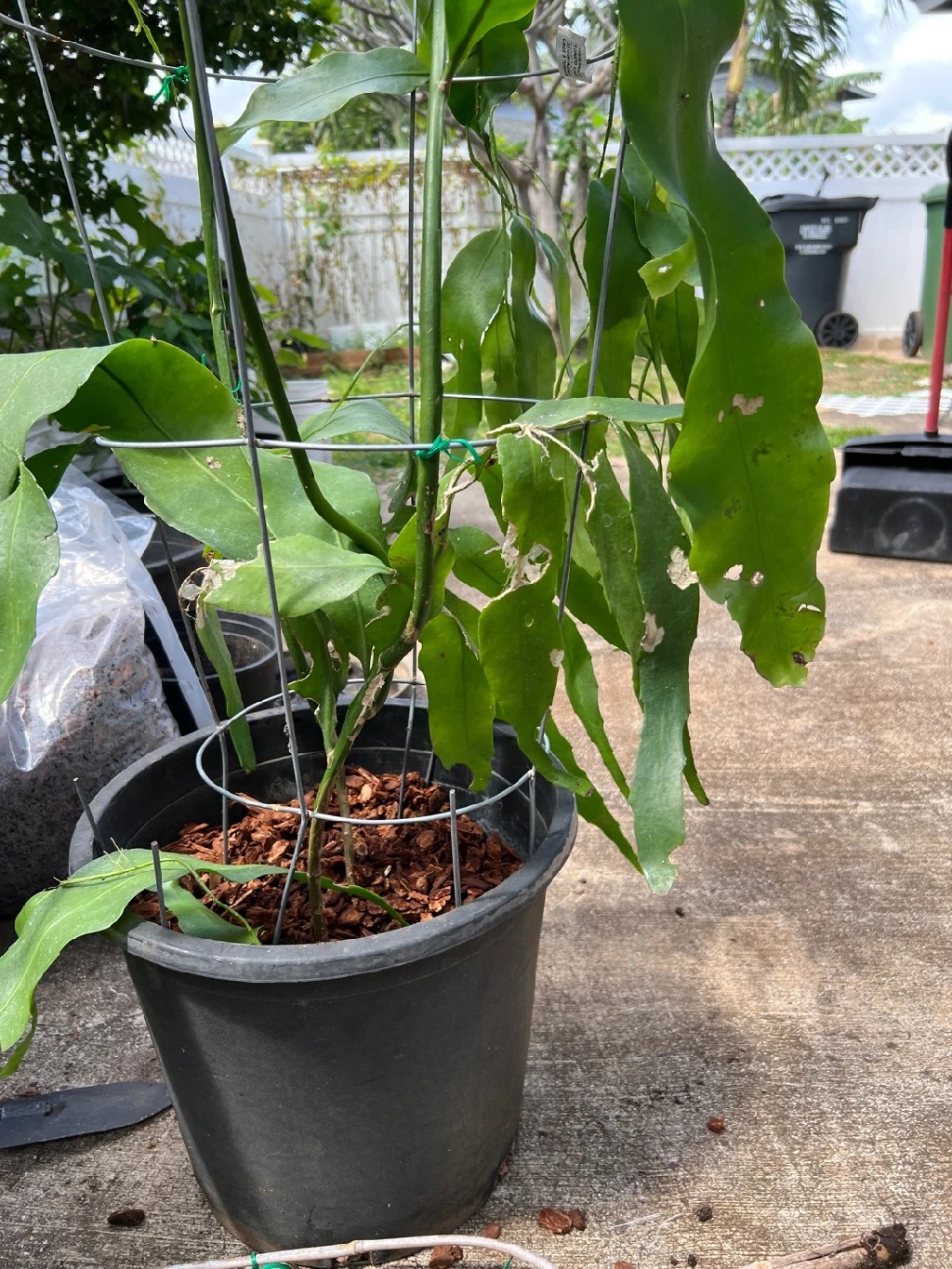 Wie behandelt man die Krankheit Welke bei Epiphyllum oxypetalum?