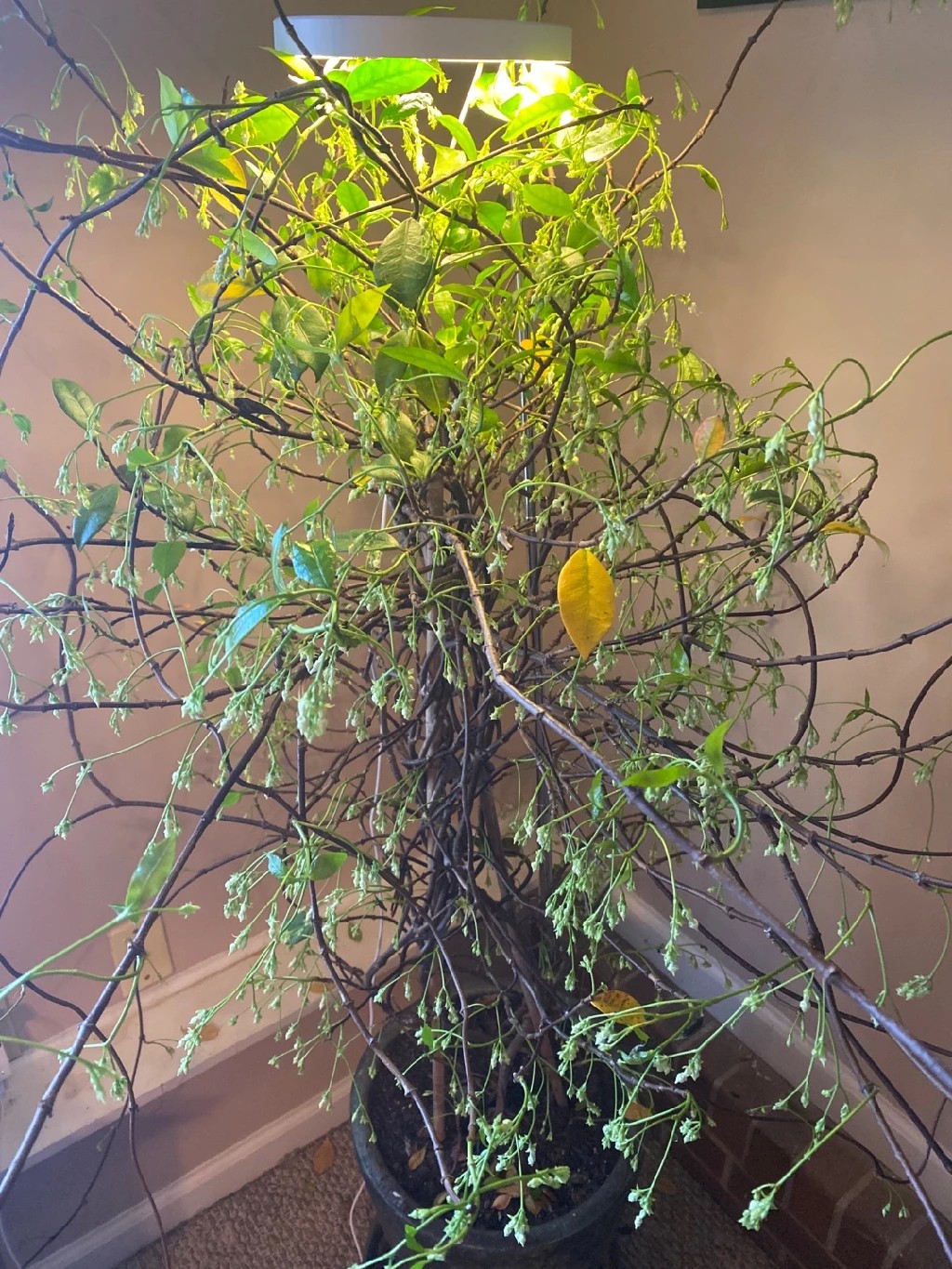 How to Treat Wilting Disease on Star jasmine?