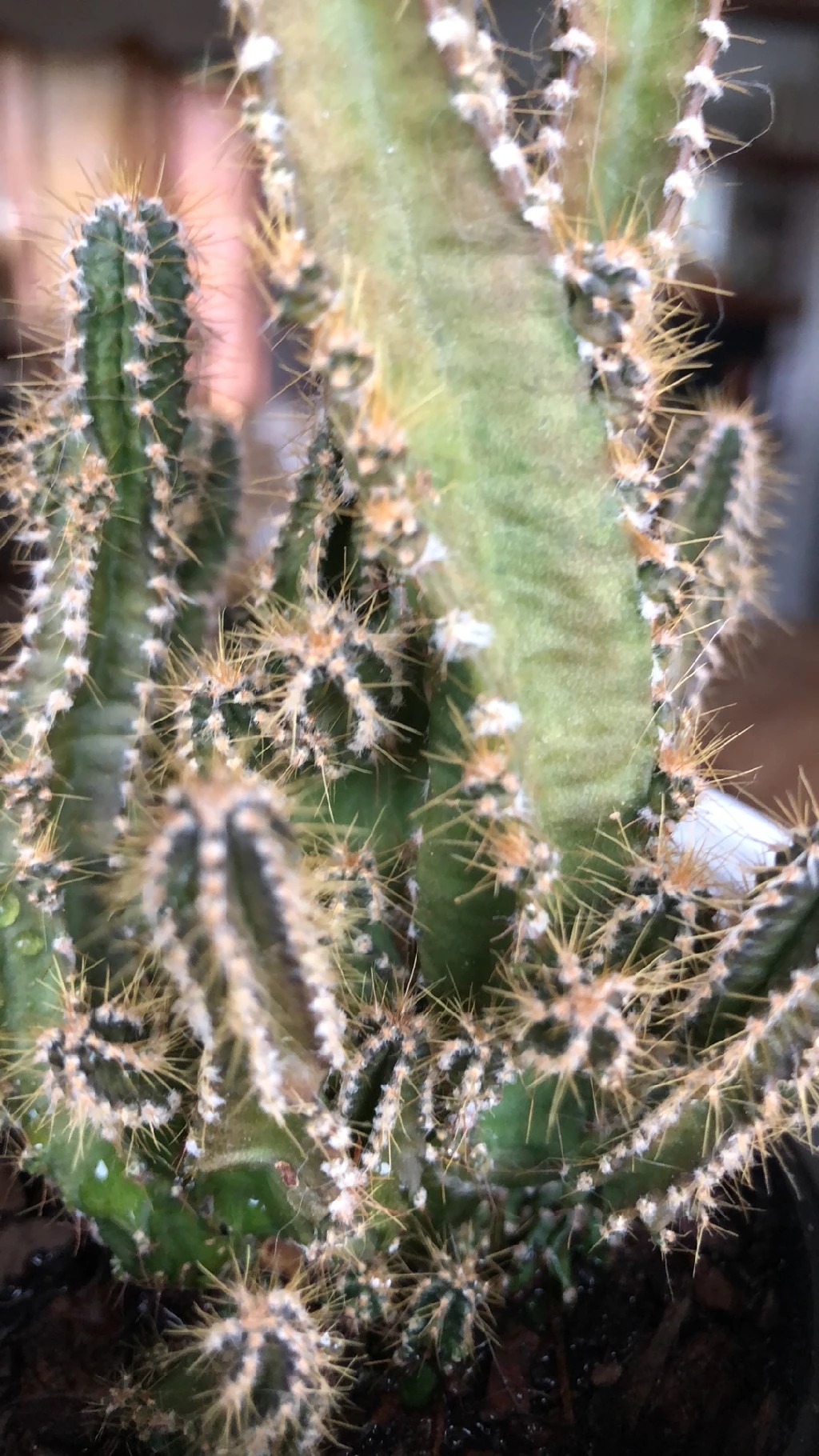 How to Treat Mealybugs Disease on Fairy castle cactus?