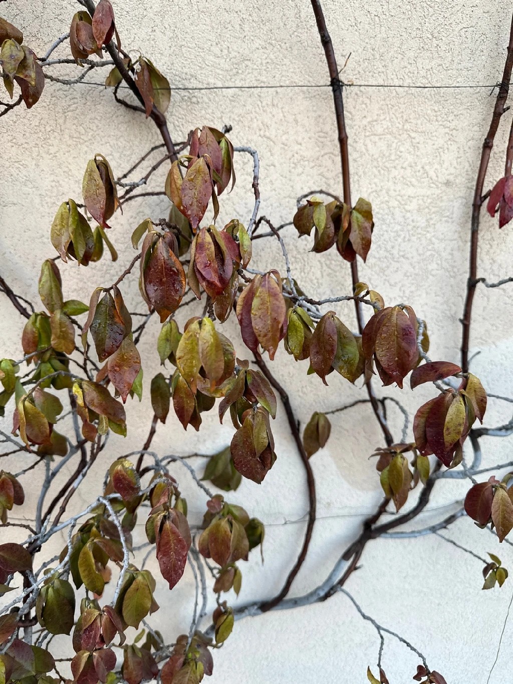 How to Treat Wilting Disease on Star jasmine?