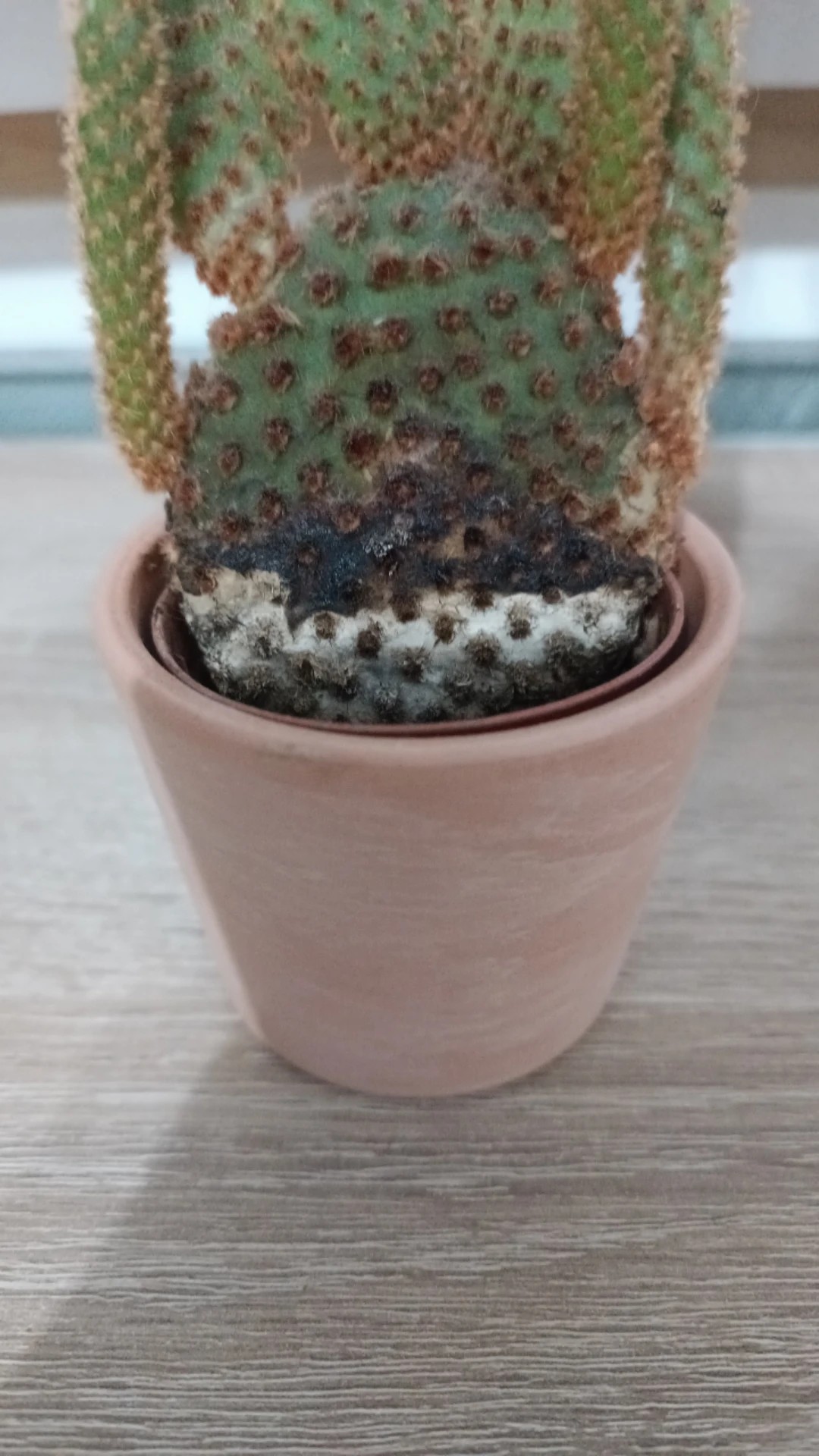 How to Treat flower wilting Disease on Angel'swings?