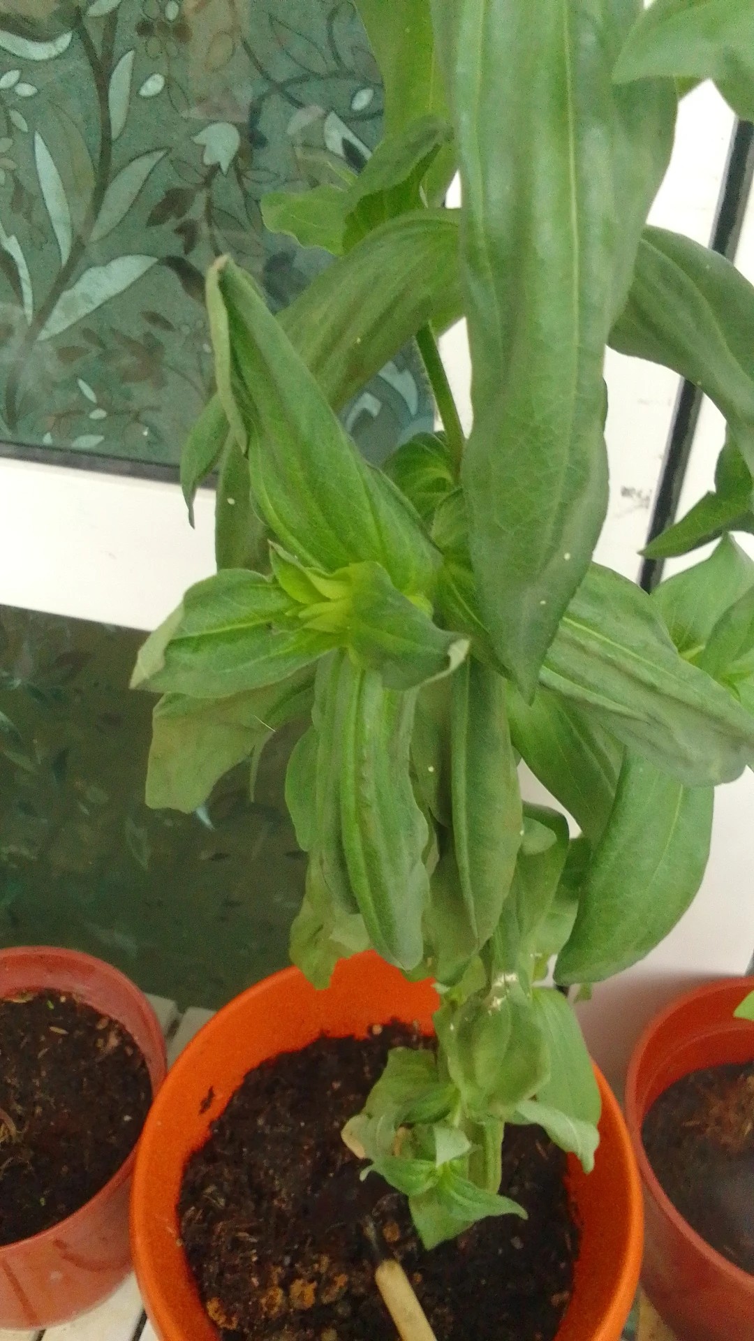 How to Treat Wilting Disease on Common zinnia?