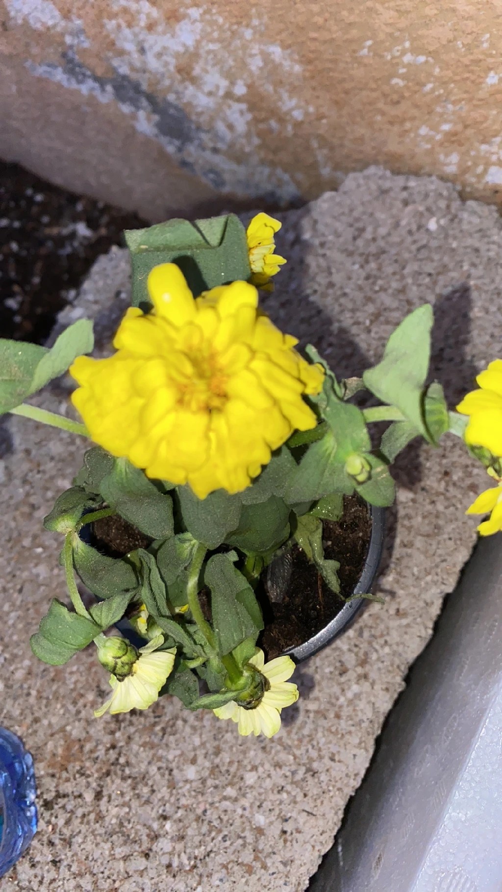How to Treat Wilting Disease on Common zinnia?
