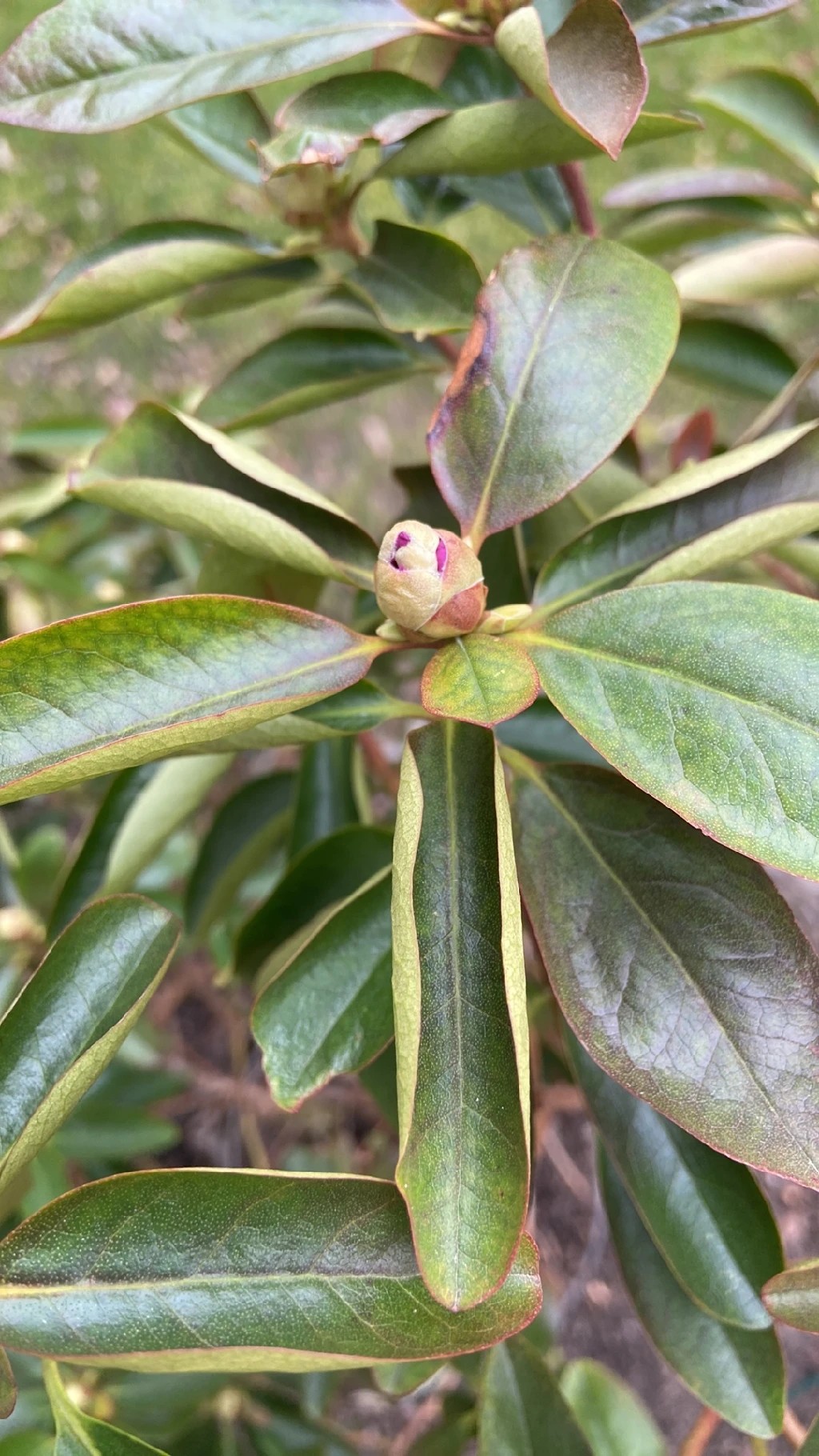 Wie behandelt man die Krankheit Welke bei Catawba-rhododendron?