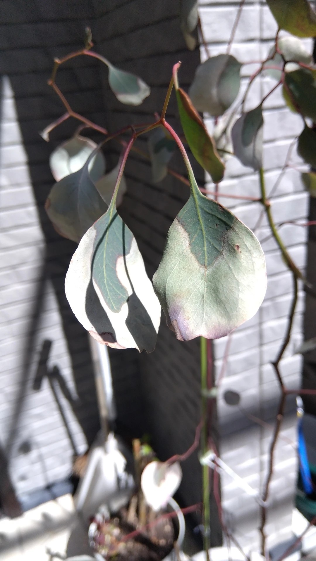 alocasia regal shield variegata Shop Our Alocasia Regal Shields main image 0