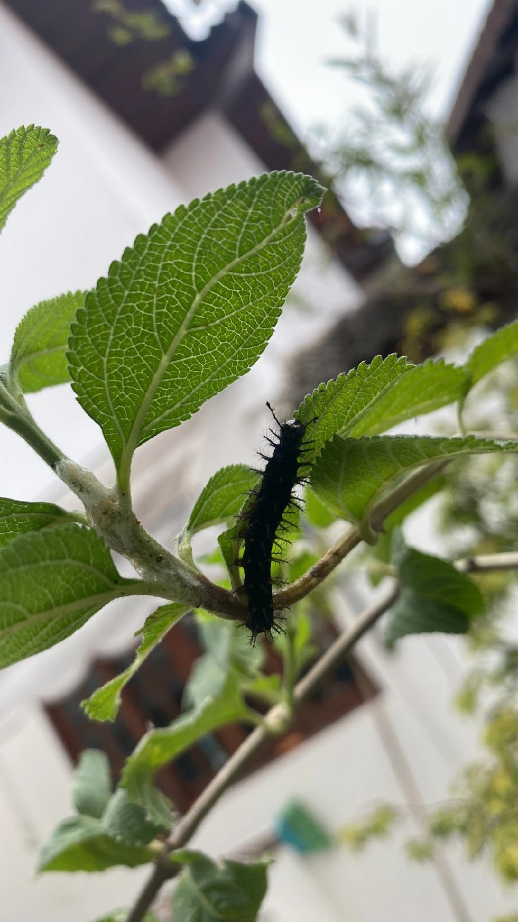 Blick in die Kinderstube des Seidenraupenfalters - das Portal für Roettgen  und Ueckesdorf, image size:1024x1820