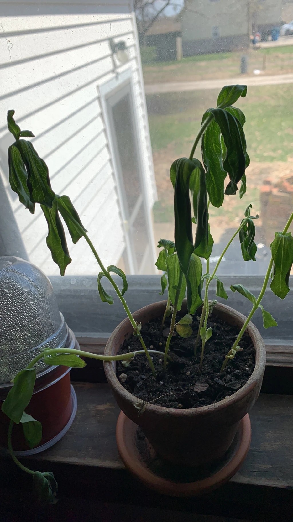 How to Treat Wilting Disease on Common zinnia?