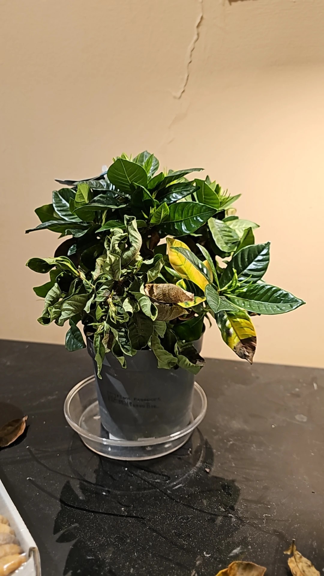 How to Treat Wilting Disease on Cape jasmine?